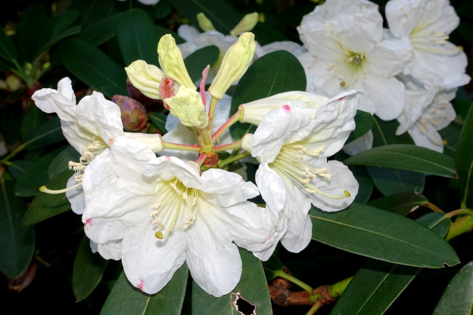 Rhododendron - VanDusen Botanical Garden - Vancouver, BC - DSC06959