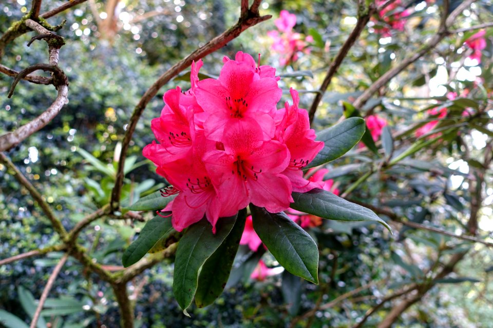 Rhododendron griersonianum hybrid - Trengwainton Garden - Cornwall, England - DSC02511