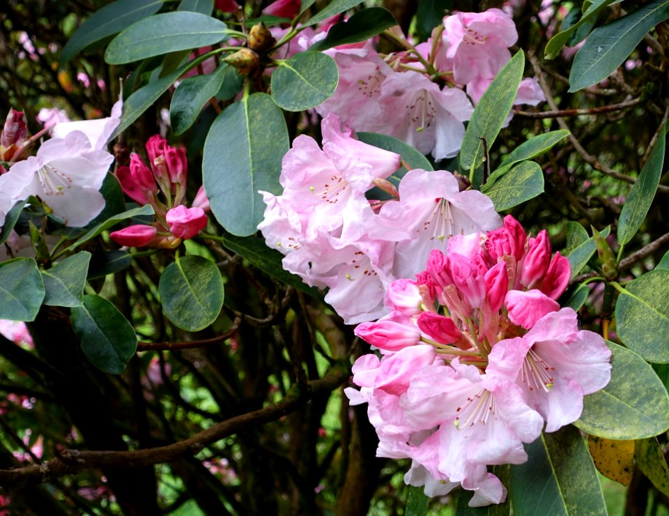 Rhododendron - Glendurgan Garden - Cornwall, England - DSC01837