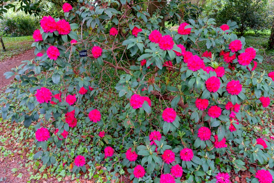 Rhododendron 'John Walter' - Hillier Gardens - Romsey, Hampshire, England - DSC04869