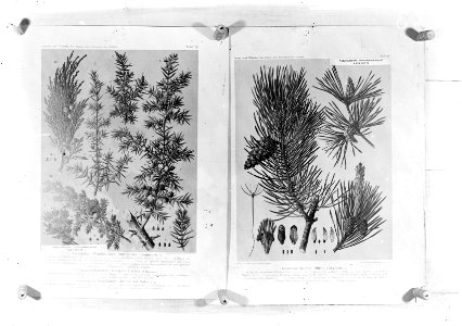 Reproducties, naaldhout, pinus silvestrus, juniperus communis, juniperus nana, j, Bestanddeelnr 253-7185