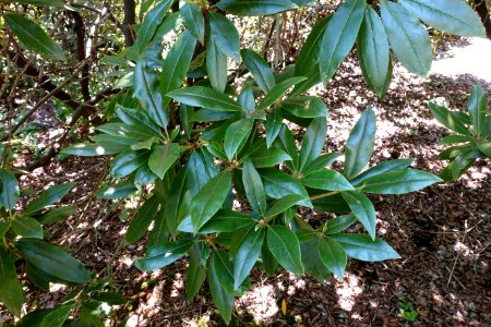Rhododendron heliolepis - VanDusen Botanical Garden - Vancouver, BC - DSC07293