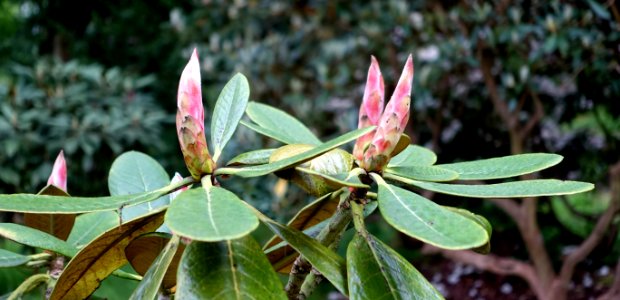 Rhododendron basilicum - RHS Garden Harlow Carr - North Yorkshire, England - DSC01311