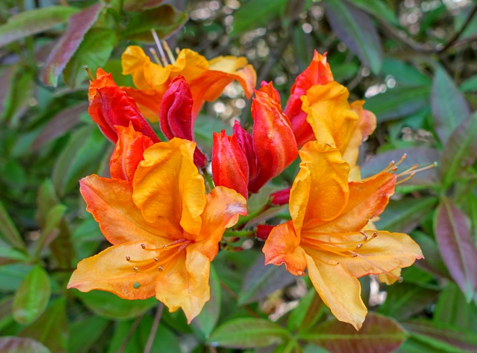 Rhododendron - Caerhayes Castle gardens - Cornwall, England - DSC02902