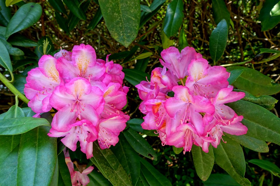 Rhododendron - Sheffield Park and Garden - East Sussex, England - DSC05711