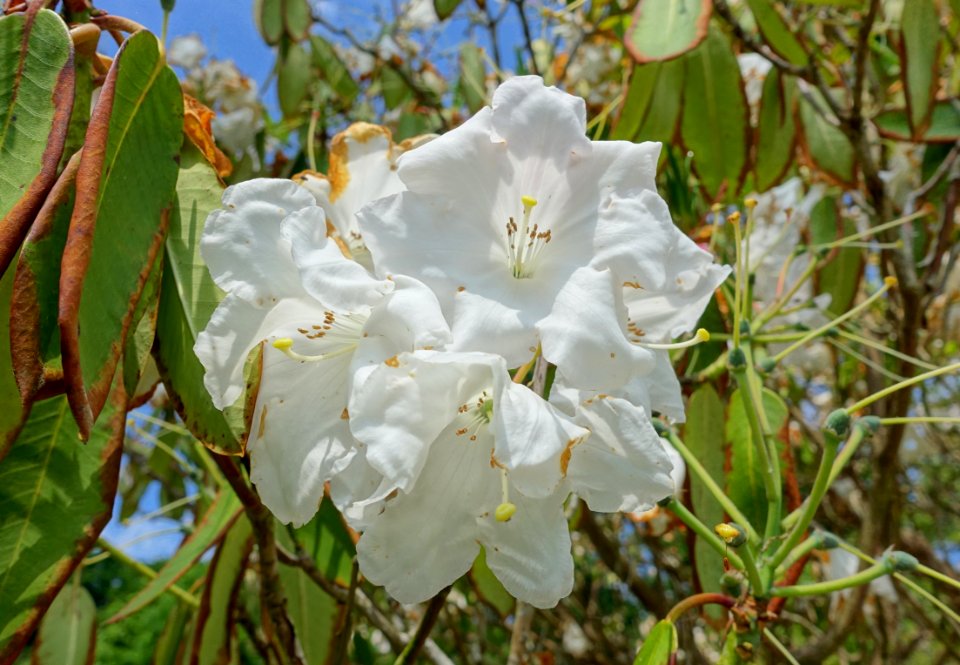 Rhododendron 'King George' - Savill Garden - Windsor Great Park, England - DSC06390