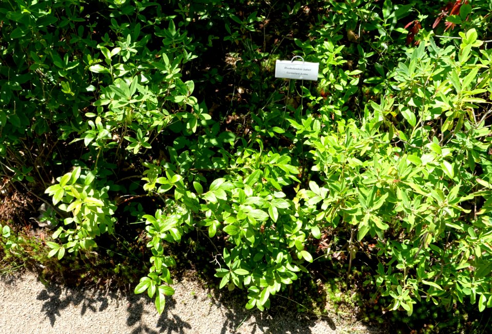 Rhododendron bakeri - Asticou Azalea Garden - Northeast Harbor, Maine - DSC03654