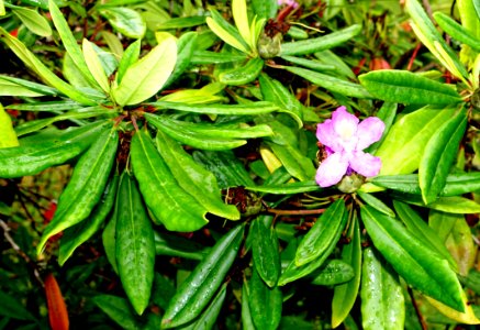 Rhododendron - Jardim Botânico da Universidade de Coimbra - Coimbra, Portugal - DSC08878