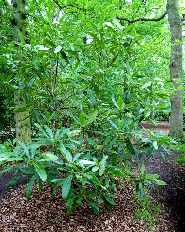 Rhododendron glanduliferum - RHS Garden Harlow Carr - North Yorkshire, England - DSC01226