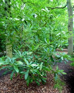 Rhododendron glanduliferum - RHS Garden Harlow Carr - North Yorkshire, England - DSC01226