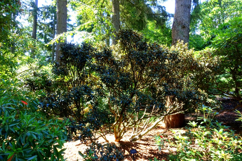Rhododendron adenogynum - VanDusen Botanical Garden - Vancouver, BC - DSC06952