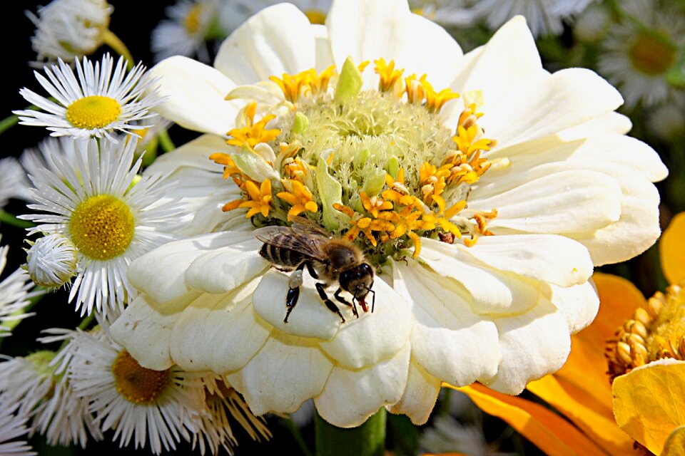 Insect summer garden
