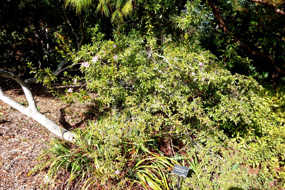 Rhododendron breviperulatum (Rhododendron rubropilosum var. breviperulatum) - Mendocino Coast Botanical Gardens - DSC02044