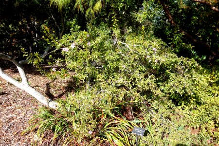 Rhododendron breviperulatum (Rhododendron rubropilosum var. breviperulatum) - Mendocino Coast Botanical Gardens - DSC02044