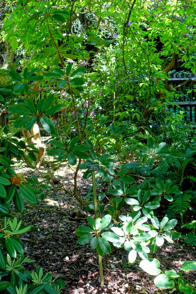Rhododendron 'John Caller' - Savill Garden - Windsor Great Park, England - DSC06108