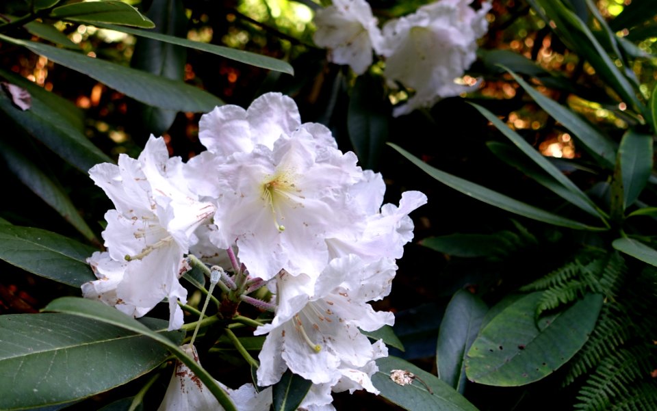 Rhododendron glanduliferum - UBC Botanical Garden - Vancouver, Canada - DSC07835