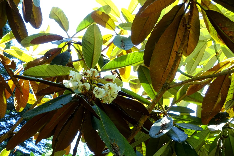 Rhododendron falconeri - UBC Botanical Garden - Vancouver, Canada - DSC07906