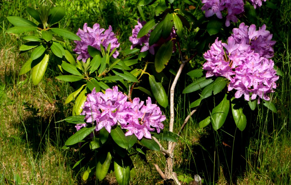 Rhododendron in a Brastad garden 2