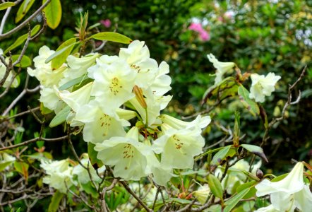 Rhododendron 'Letty Edwards' - Hillier Gardens - Romsey, Hampshire, England - DSC04925