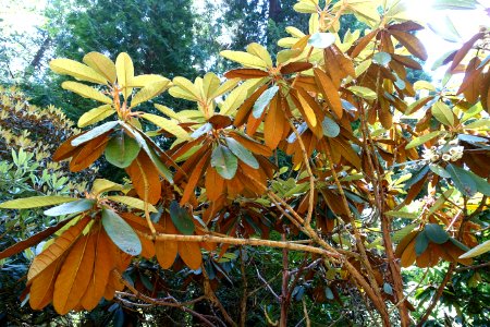 Rhododendron falconeri - UBC Botanical Garden - Vancouver, Canada - DSC07901