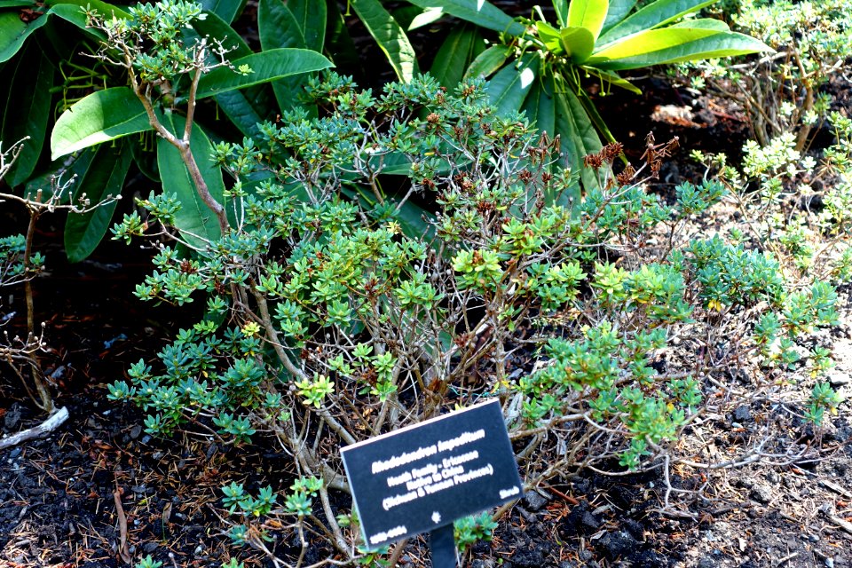 Rhododendron impeditum - VanDusen Botanical Garden - Vancouver, BC - DSC06930