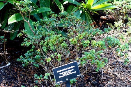 Rhododendron impeditum - VanDusen Botanical Garden - Vancouver, BC - DSC06930