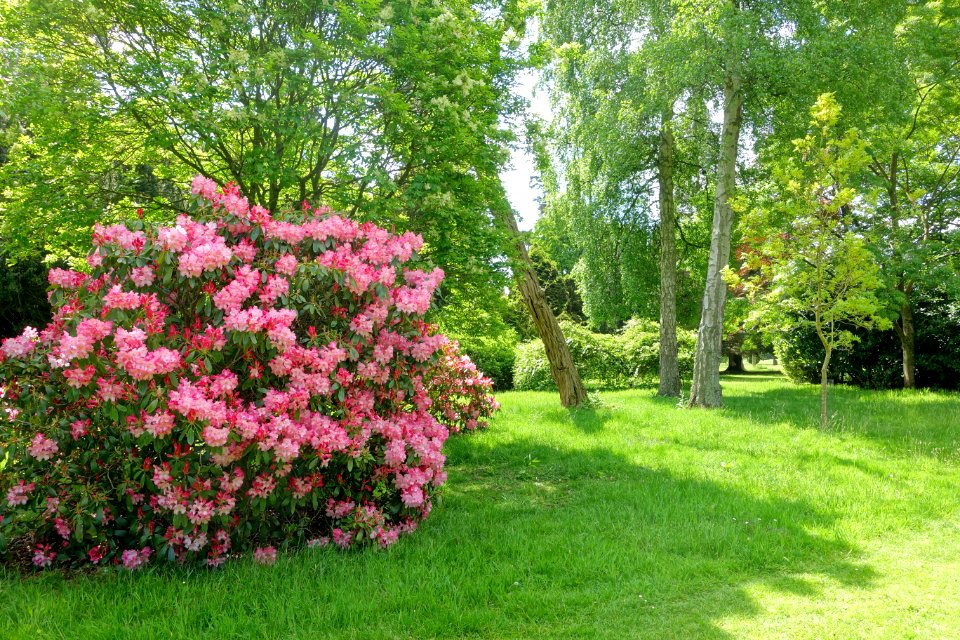 Rhododendron - Bowood - Wiltshire, England - DSC00375
