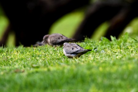 Reserva Ecológica Costanera Sur 247 09 2016 (177469411)