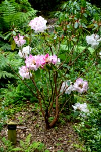 Rhododendron 'Loderi Pink Diamond' - Trebah Garden - Cornwall, England - DSC01340