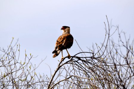 Reserva Ecológica Costanera Sur 247 09 2016 (177469629)