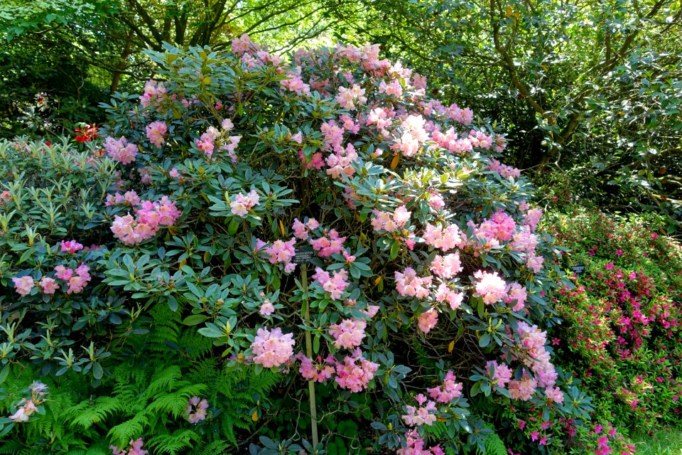 Rhododendron 'Timothy James' - Savill Garden - Windsor Great Park, England - DSC06040