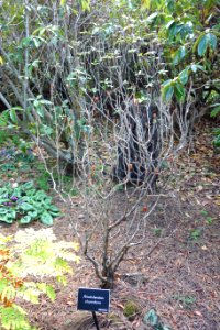 Rhododendron chrysodoron - Mendocino Coast Botanical Gardens - DSC02207