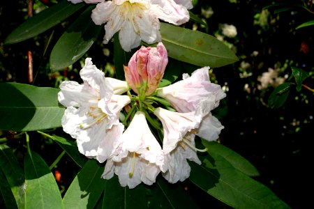 Rhododendron discolor (Rhododendron fortunei subsp. discolor) - VanDusen Botanical Garden - Vancouver, BC - DSC07336