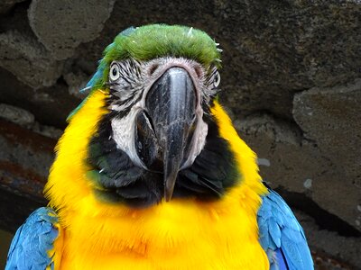 Bird colorful yellow macaw