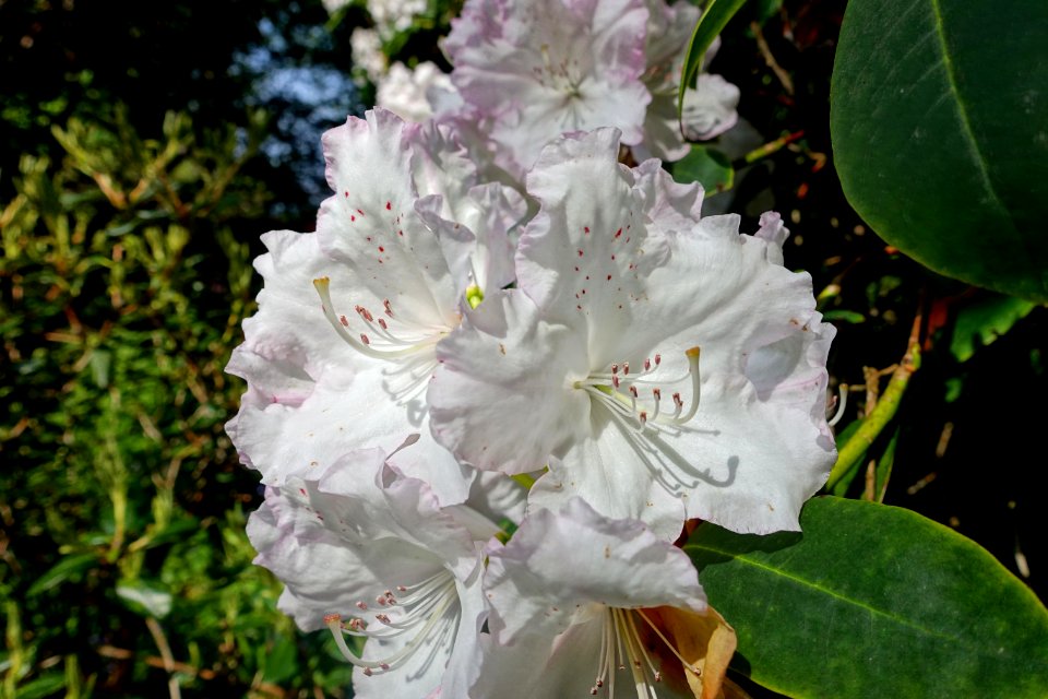 Rhododendron - Trengwainton Garden - Cornwall, England - DSC02556