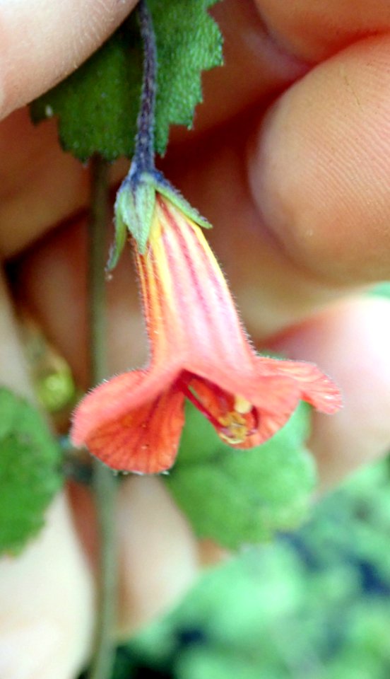 Rhabdothamnus solandri 111723133