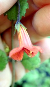 Rhabdothamnus solandri 111723133