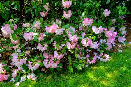 Rhododendron - Sheffield Park and Garden - East Sussex, England - DSC05476