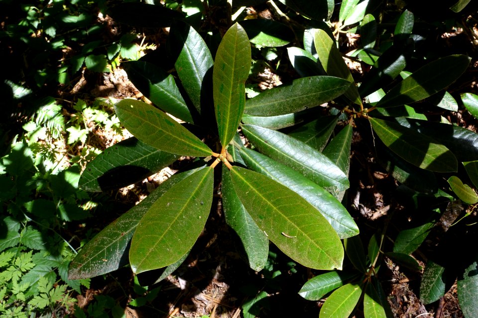 Rhododendron fulvum - UBC Botanical Garden - Vancouver, Canada - DSC08143