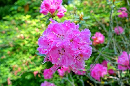 Rhododendron 'Pinkerton' - Savill Garden - Windsor Great Park, England - DSC06288