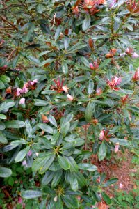 Rhododendron degronianum subsp. heptamerum var. hondoense - Hillier Gardens - Romsey, Hampshire, England - DSC04863