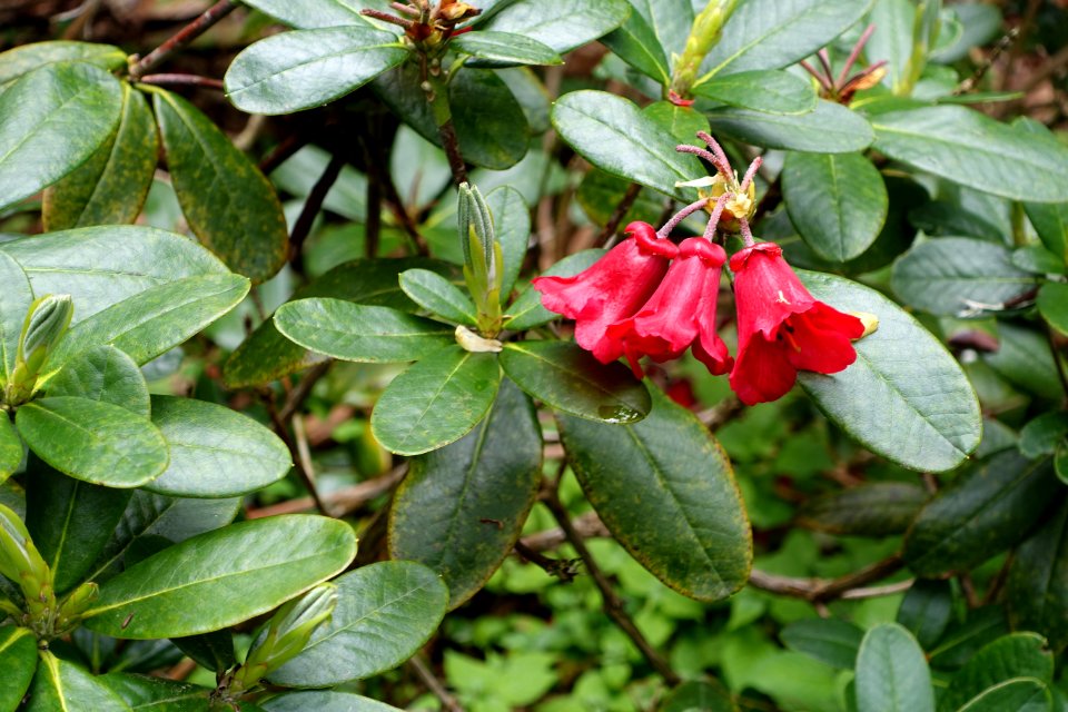 Rhododendron dichroanthum subsp. apodectum - RHS Garden Harlow Carr - North Yorkshire, England - DSC01143