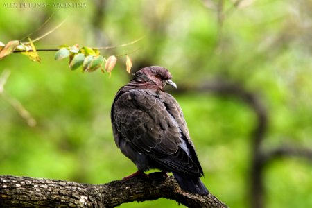 Reserva Ecológica Costanera Sur 247 09 2016 (177469241)