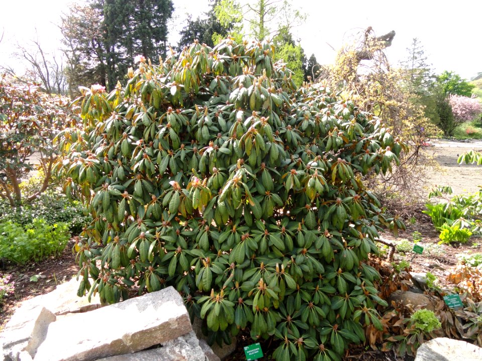 Rhododendron galactinum - University of Copenhagen Botanical Garden - DSC07562