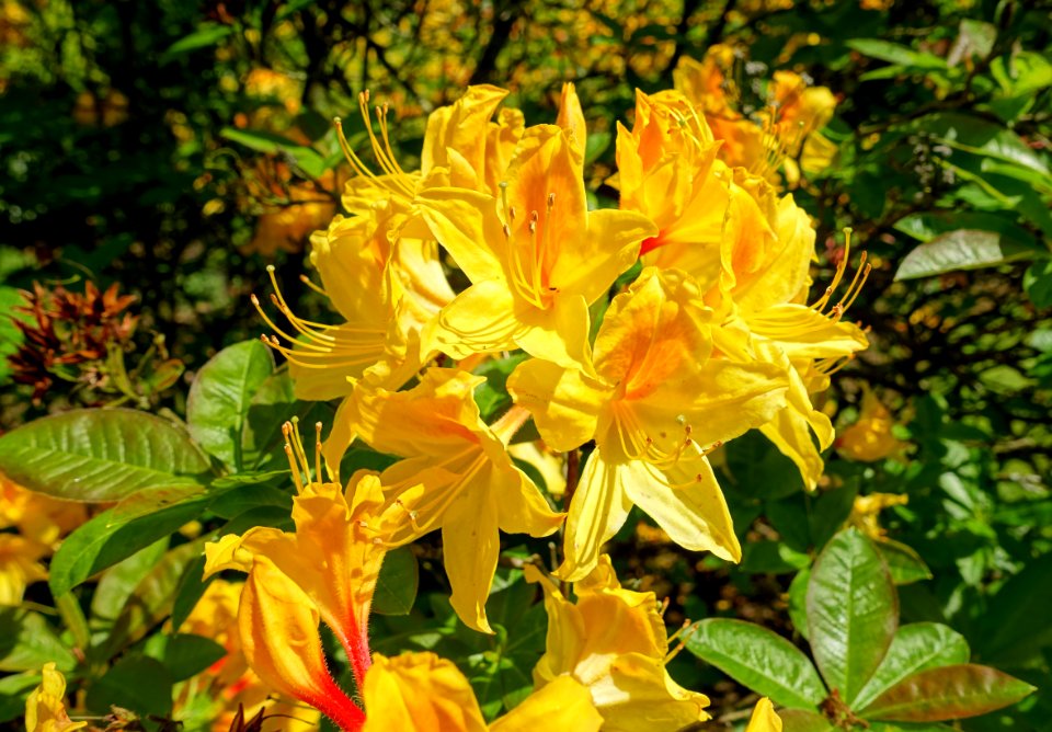 Rhododendron - Bowood - Wiltshire, England - DSC00395