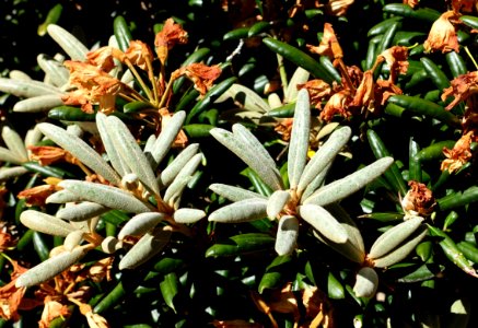 Rhododendron degronianum subsp. yakushimanum - UBC Botanical Garden - Vancouver, Canada - DSC07869