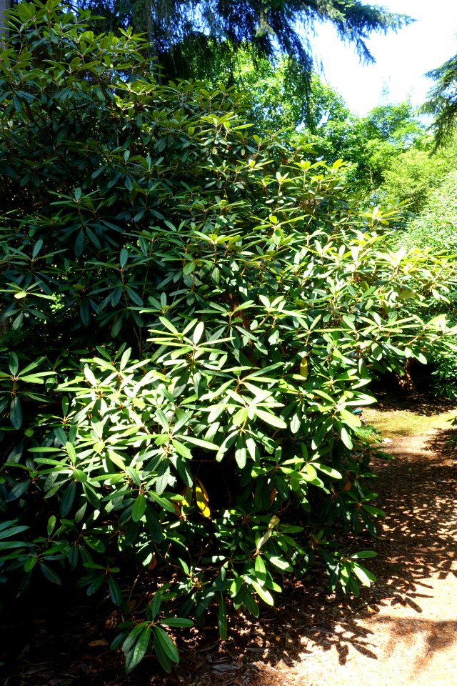 Rhododendron fulvum - VanDusen Botanical Garden - Vancouver, BC - DSC06884