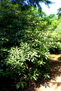 Rhododendron fulvum - VanDusen Botanical Garden - Vancouver, BC - DSC06884