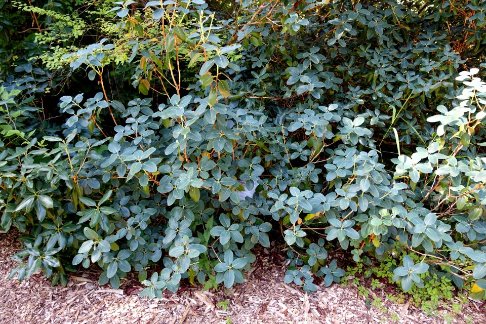 Rhododendron cinnabarinum - UBC Botanical Garden - Vancouver, Canada - DSC07792