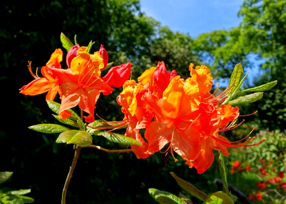 Rhododendron - Caerhayes Castle gardens - Cornwall, England - DSC02942
